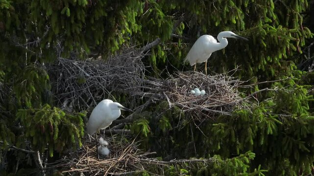 Two great egret (Ardea alba) nests next to each other, one with hatched chicks, the other with only eggs. Estonia.
