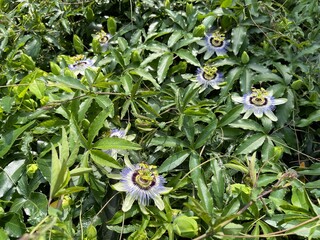5月のトケイソウの花 2025/5/19

