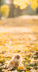 Funny Young Red Puppy Pomeranian Spitz Puppy Dog Posing Outdoor In Autumn Grass