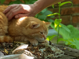 Human Hand Petting a Relaxed Orange Tabby Cat Outdoors in Natural Light