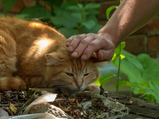 Close-up of a Hand Gently Petting an Orange Tabby Cat Outdoors