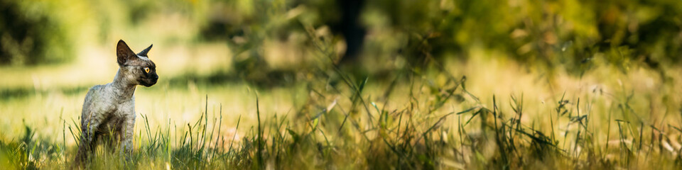 Young Gray Devon Rex Kitten In Green Grass. Short-haired Cat Of English Breed.