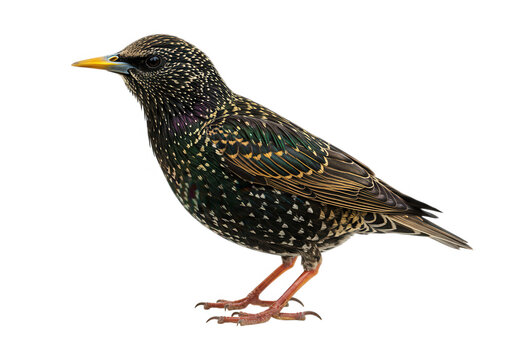 European starling bird isolated on transparent background