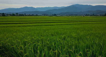 Obraz premium rice field in the mountains