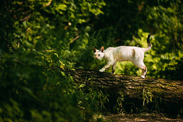 Cute Funny Curious Playful Beautiful Devon Rex Cat sitting on tree trunk in forest, garden. Obedient Devon Rex Cat With Cream Fur Color. Cats Portrait. Amazing Happy Pets. hairless cat