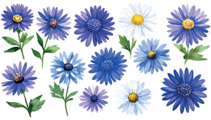 Aster Flowers Vector Set with Transparent Background