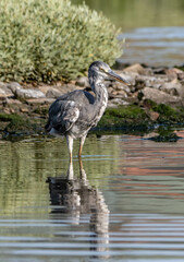 heron, bird, water, nature, wildlife, animal, grey, blue, great blue heron, beak, pond, wild, birds, grey heron, great, feathers, fishing, lake, river, florida, ardea cinerea, beach, large, blue heron