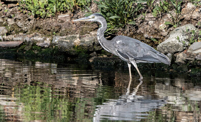 heron, bird, water, nature, wildlife, animal, grey, blue, great blue heron, beak, pond, wild, birds, grey heron, great, feathers, fishing, lake, river, florida, ardea cinerea, beach, large, blue heron