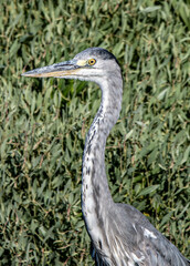 heron, bird, water, nature, wildlife, animal, grey, blue, great blue heron, beak, pond, wild,...