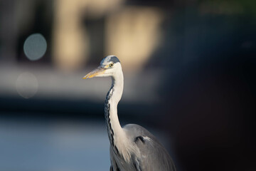 heron, bird, water, nature, wildlife, animal, grey, blue, great blue heron, beak, pond, wild,...