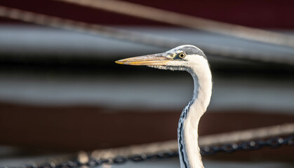 heron, bird, water, nature, wildlife, animal, grey, blue, great blue heron, beak, pond, wild, birds, grey heron, great, feathers, fishing, lake, river, florida, ardea cinerea, beach, large, blue heron