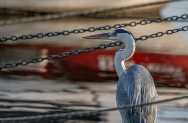 heron, bird, water, nature, wildlife, animal, grey, blue, great blue heron, beak, pond, wild, birds, grey heron, great, feathers, fishing, lake, river, florida, ardea cinerea, beach, large, blue heron