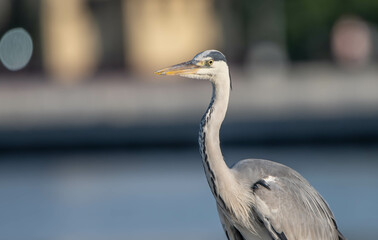 heron, bird, water, nature, wildlife, animal, grey, blue, great blue heron, beak, pond, wild, birds, grey heron, great, feathers, fishing, lake, river, florida, ardea cinerea, beach, large, blue heron