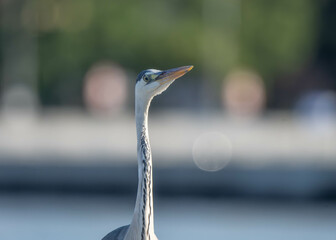 heron, bird, water, nature, wildlife, animal, grey, blue, great blue heron, beak, pond, wild, birds, grey heron, great, feathers, fishing, lake, river, florida, ardea cinerea, beach, large, blue heron