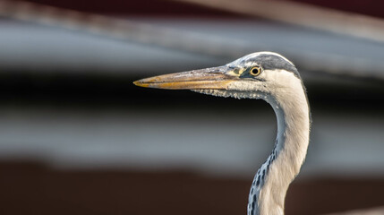 heron, bird, water, nature, wildlife, animal, grey, blue, great blue heron, beak, pond, wild, birds, grey heron, great, feathers, fishing, lake, river, florida, ardea cinerea, beach, large, blue heron