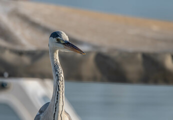 heron, bird, water, nature, wildlife, animal, grey, blue, great blue heron, beak, pond, wild,...