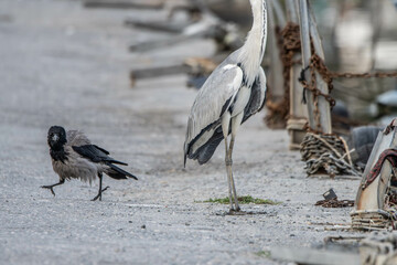 heron, bird, water, nature, wildlife, animal, grey, blue, great blue heron, beak, pond, wild, birds, grey heron, great, feathers, fishing, lake, river, florida, ardea cinerea, beach, large, blue heron