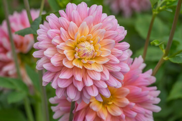 Dahlie (Dahlia)