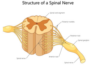spinal cord segment with labeled parts including anterior and posterior roots, ganglion, and spinal nerves diagram hand drawn schematic vector illustration. Medical science educational illustration