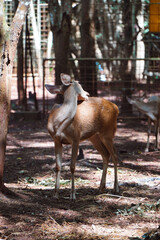 A deer standing in a shaded area, looking over its shoulder, with other deer in the background.