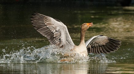 Greylag Goose Splashing in Lake