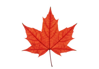 Fototapeta premium Single red maple leaf isolated on transparent background