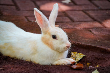 A fluffy white rabbit rests on reddish-brown paving stones, basking in sunlight.