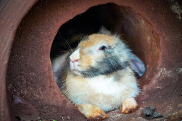 A fluffy rabbit peers out from a dark, earthen burrow, observing.