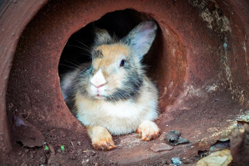 A rabbit with brown, black, and white fur peeks out from a terracotta-colored tunnel.