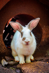 A curious white rabbit with brown markings sits inside a terracotta pipe, peering directly at the...