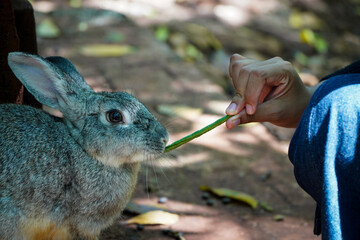 A gray rabbit being fed a green plant stem by a human hand in a natural outdoor setting.