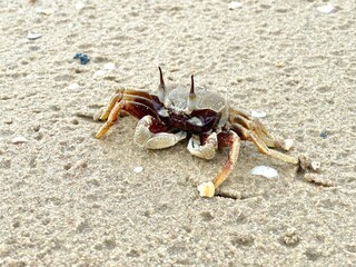 Horned ghost crab (Ocypode ceratophthalmus) or horn-eyed ghost crab, selective focus. Crab on the beach at Koh Yao Yai island, Phang Nga Thailand