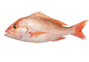 Pink snapper fish isolated on transparent background