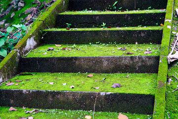 Moss-Covered Steps in a Lush Green Environment Surrounded by Nature