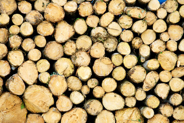Stack of Freshly Cut Logs with Natural Wood Texture and Patterns