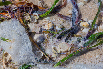 The receding ocean leaves shells, grasses, and foam behind in its wake.
