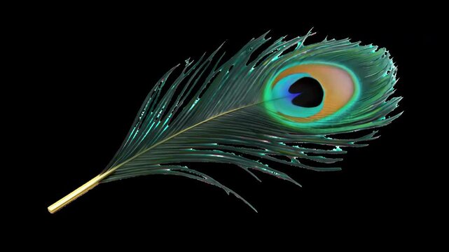 Vibrant peacock feather elegance animation isolated asset, transparent 4K video, alpha channel, ProRes 4444