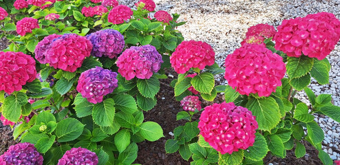Panorama of the pink flower hydrangea macrophylla or hydrangea ardorescens bloom in the flowerbed.