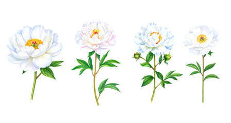 A collection of beautiful white peony flowers with varying stages of bloom.
