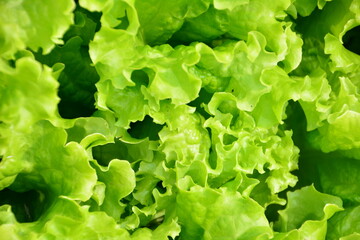 Close-up of fresh green lettuce leaves green leaves wallpaper