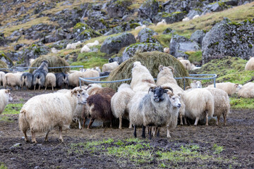 A flock of Icelandic sheep grazing on a mountainside. This hardy breed is renowned for its thick...