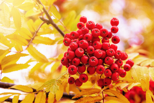 Red rowan berries on a rowan tree, Sorbus aucuparia, in autumn, with yellow foliage background. These small fruits are edible, if treated correctly, and are a popular food to forage. - Powered by Adobe