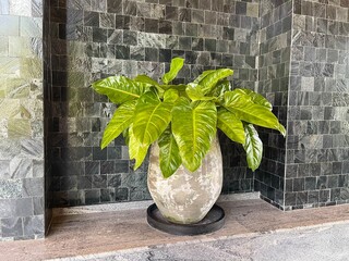 Philodendrons, evergreen houseplants in big cement pot. Potted big bright green leaves houseplants...