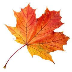 Fototapeta premium autumn leave, transparent background