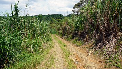 Offroad trail somewhere in Sabah, Malaysia.