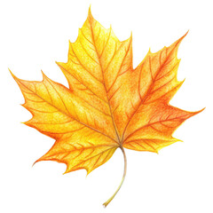 Autumn maple leaf, vibrant orange and yellow, detailed veins, high resolution