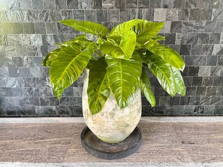 Philodendrons, evergreen houseplants in big cement pot. Potted big bright green leaves houseplants...