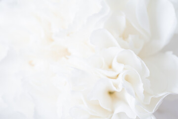 白いカーネーションのマクロ撮影,花