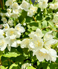 Fototapeta premium Close up Jasmine flowers with bright yellow stamens amidst lush green foliage. Philadelphus, Mock orange. Blooming.