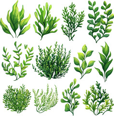 seaweed clipart 